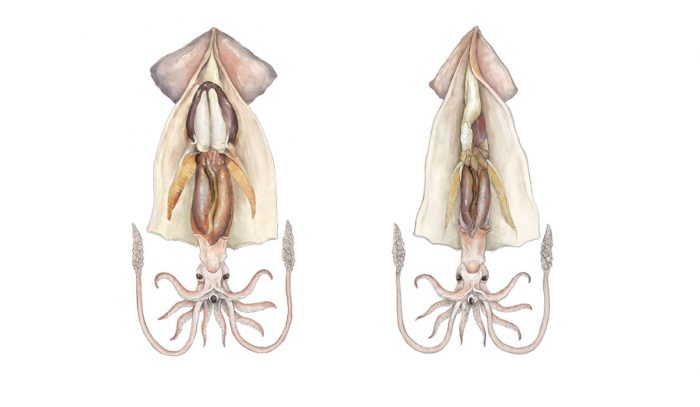 ilustración científica, ilustración hecha con grafito y color digital, ilustración calamares. Ilustración para LaBullipedia
