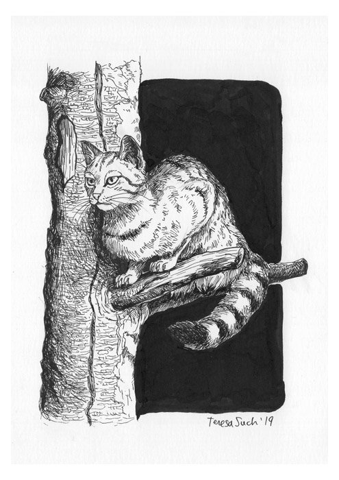 il·lustració gat