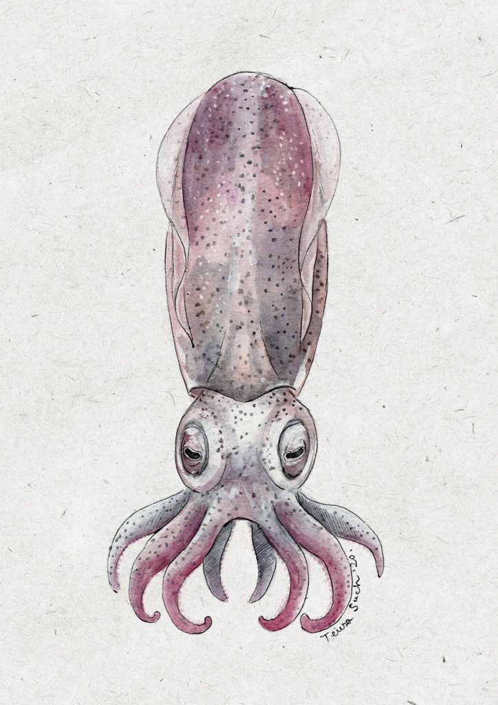 ilustración calamar