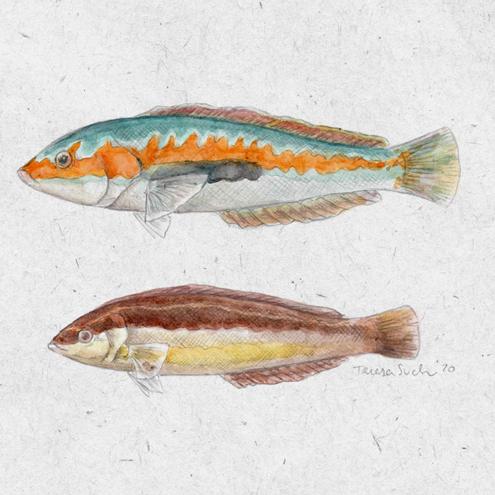 ilustración peces
