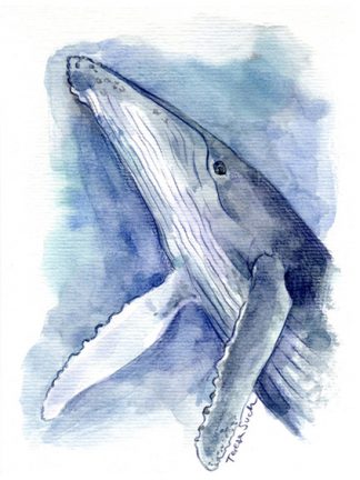 Il·lustració "Balena geperuda"