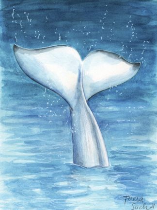 Il·lustració "Cua de beluga"